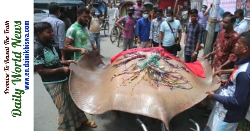 522 kg weight Shaplapata Fish selling in Barisal