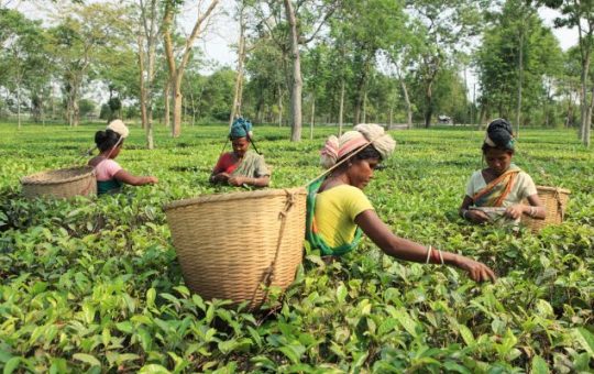 Today is June 4, National Tea Day