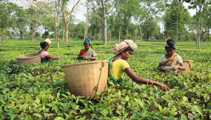 Today is June 4, National Tea Day