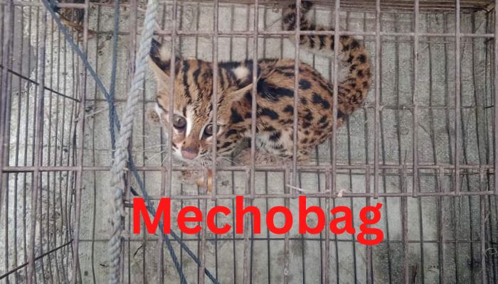 Even after 7 days, the Mechobag caged in the cage was not rescued